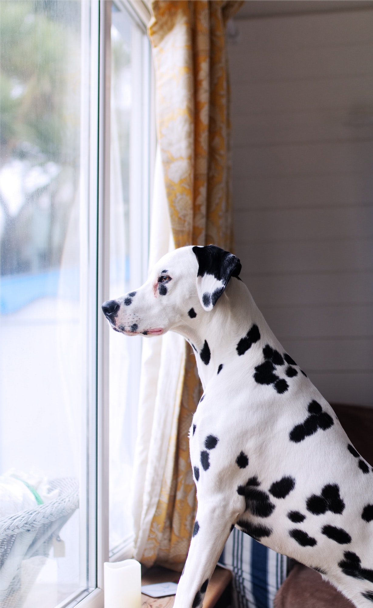 dalmatian looking out a window.jpg